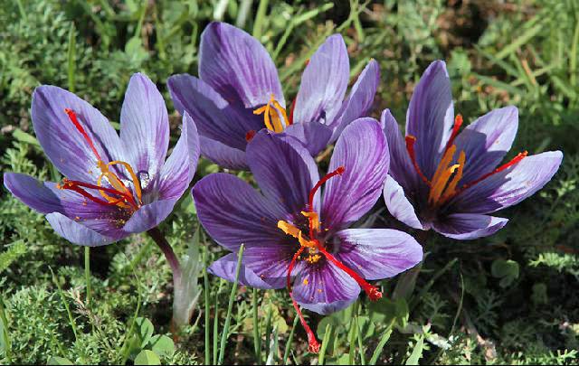 Crocus sativus Saffraancrocus bestellen